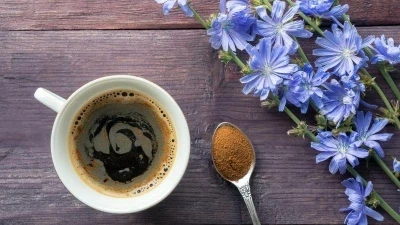 قهوة شيكوريا: هل هي البديل الصحي عن القهوة العادية؟