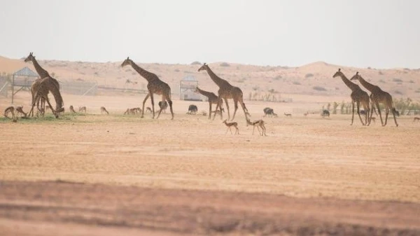 رياض سفاري: حيوانات نادرة وتجربة فريدة من نوعها ضمن موسم الرياض 2019 في السعودية