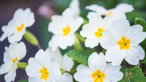 فوائد حبوب زهرة الربيع الجمالية والصحية