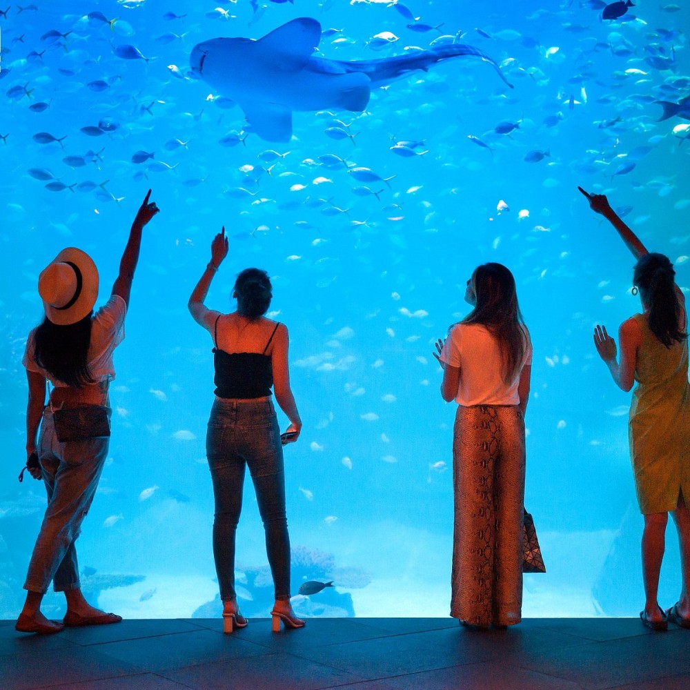 اماكن سياحية في بوكيت تايلاند- السياحة في بوكيت-أكواريوم بوكيت Phuket Aquarium