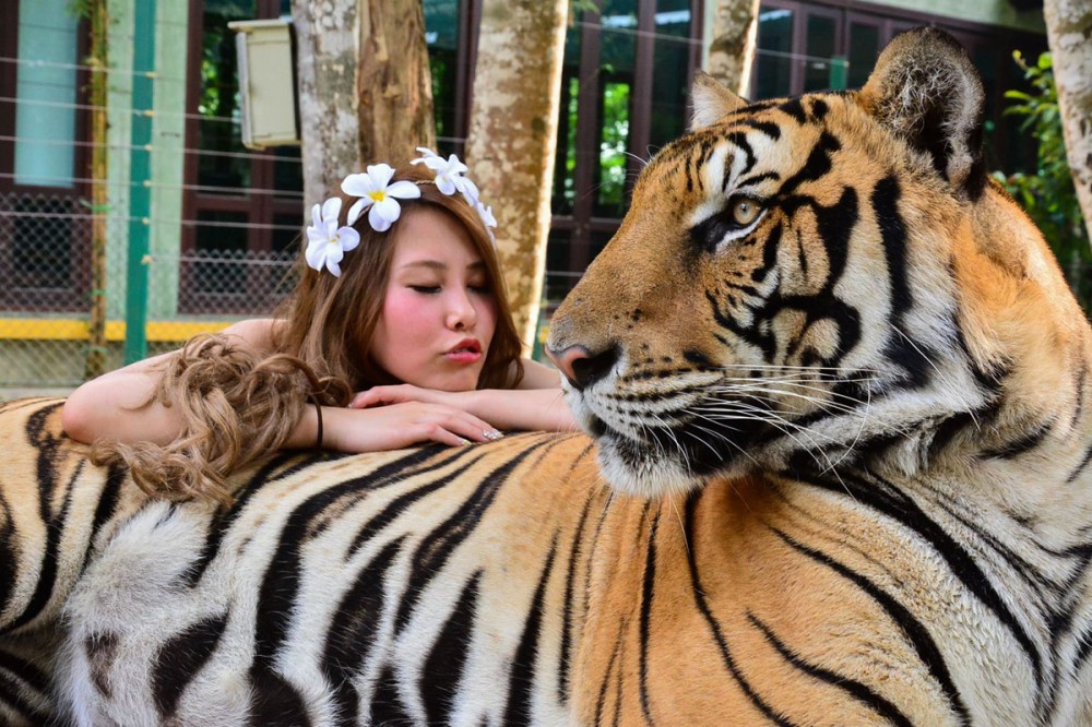 اماكن سياحية في بوكيت تايلاند- السياحة في بوكيت- مملكة النمور بوكيت Tiger Kingdom Phuket