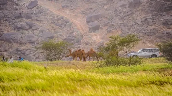 بمناسبة اليوم الوطني السعودي: 94 صورة تكشف مدى جمال المملكة