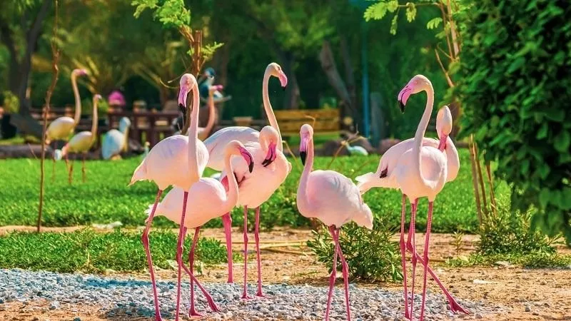 افضل 8 حدائق للحيوانات في السعودية مناسبة لقضاء الوقت في أحضان الطبيعة