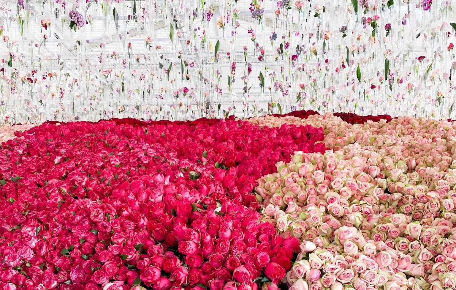 موعد انطلاق مهرجان طائف الورد 2023، وهذه أبرز فعالياته