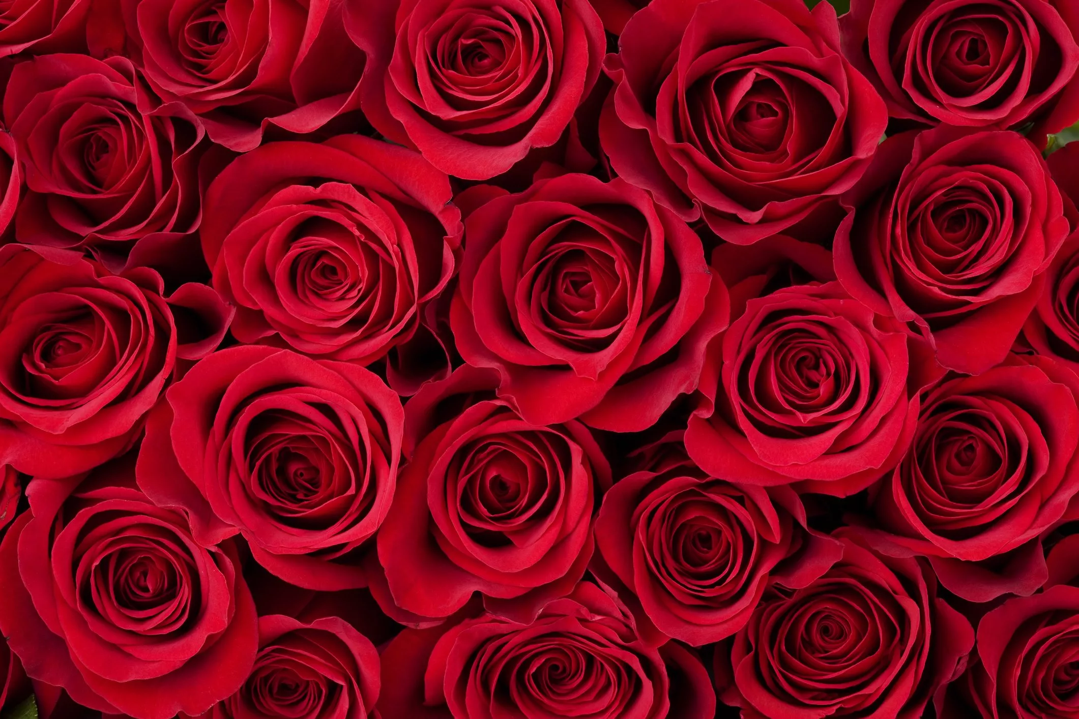 معاني ألوان الورود ورسالة كل منها... هل كنتِ تعرفينها؟