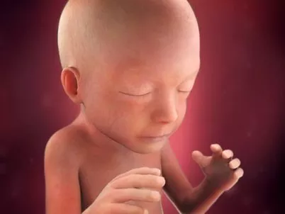 كيف يبدو طفلك أثناء نموه بداخلك؟ إليكِ مراحل نمو الجنين بالصور أسبوعيّاً خلال الحمل