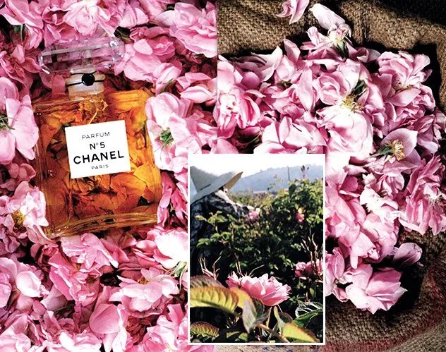 رحلة إلى Grasse لاكتشاف عطور Chanel