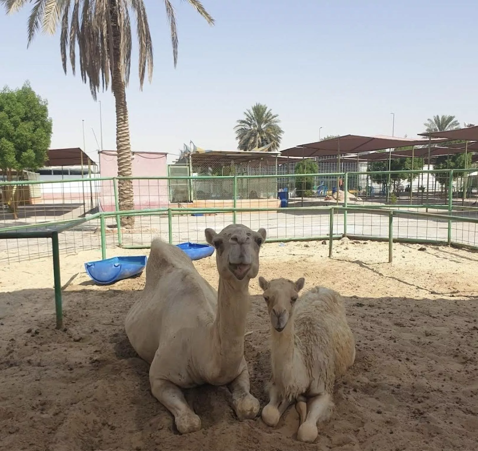 افضل 8 حدائق للحيوانات في السعودية مناسبة لقضاء الوقت في أحضان الطبيعة