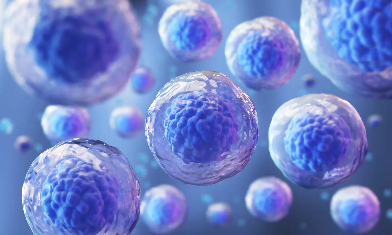 ما هي الخلايا الجذعية وما هو دورها في الجسم؟