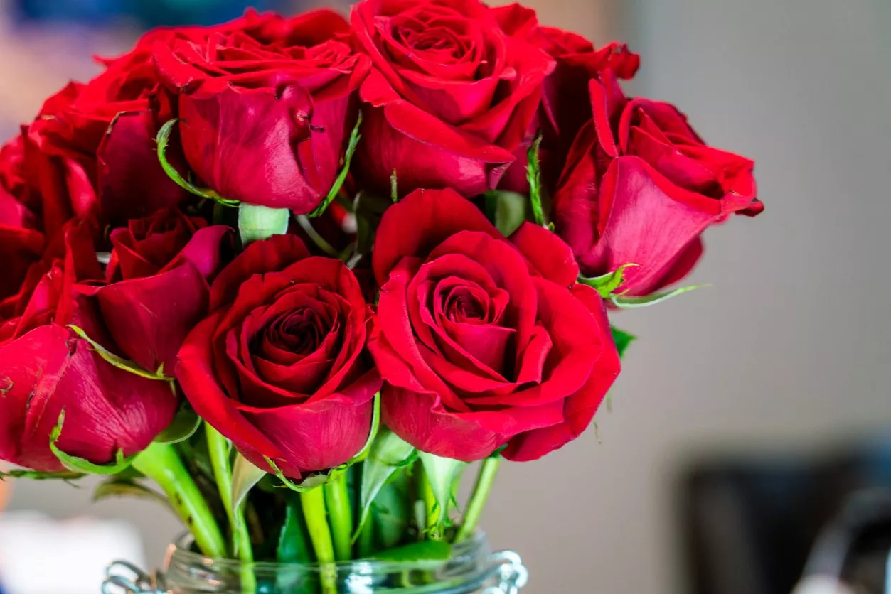 ما هي أشهر أنواع الزهور التي يتم تقديمها في عيد الحب؟