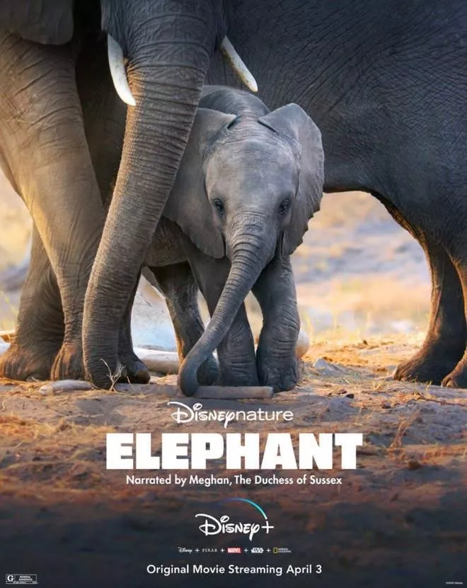 ميغان ماركل تشارك في فيلم Elephant: أوّل وظيفة لها بعد تخلّيها عن الحياة الملكية