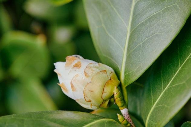 معرض La Beauté Se Cultive من شانيل