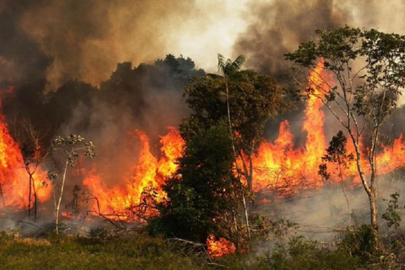 حريق غابات الأمازون الامازون غابة نيران برازيل