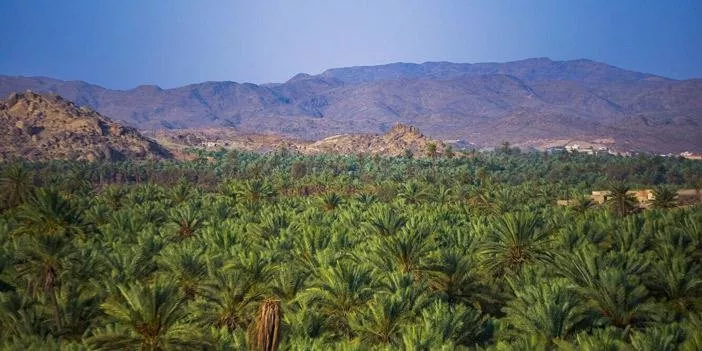 السياحة في السعودية: أبرز الوجهات التي تعكس جمال الطبيعة الخضراء