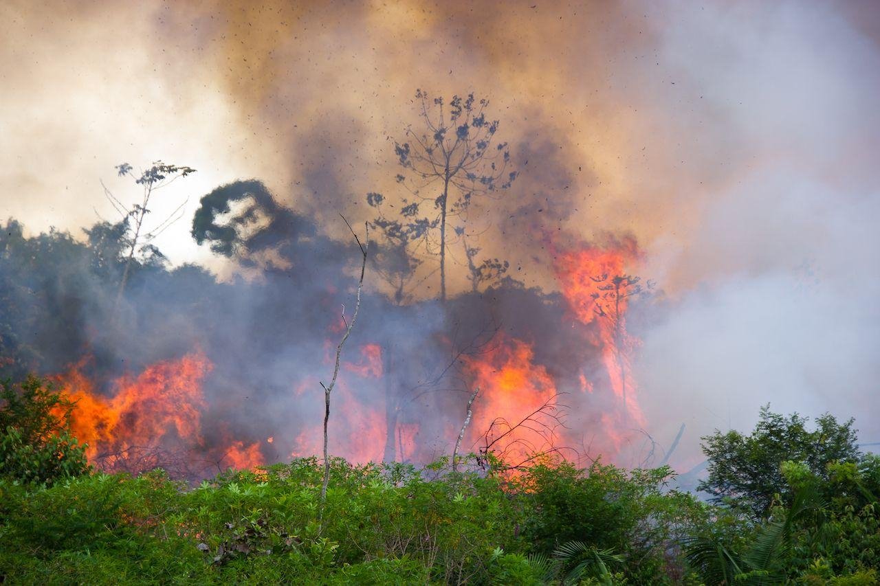 حريق غابات الأمازون الامازون غابة نيران برازيل