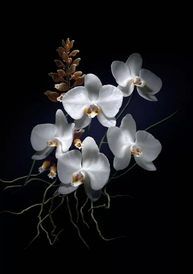 غيرلان تطوّر الروتين الليلي من أوركيدي أمبريال Orchidée Impériale Night Ritual
