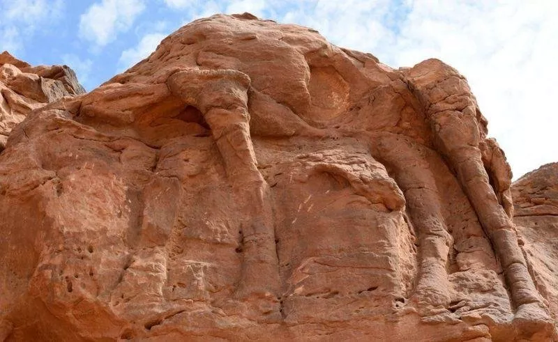 في السعودية... اكتشاف أقدم موقع منحوتات صخرية للحيوانات في العالم