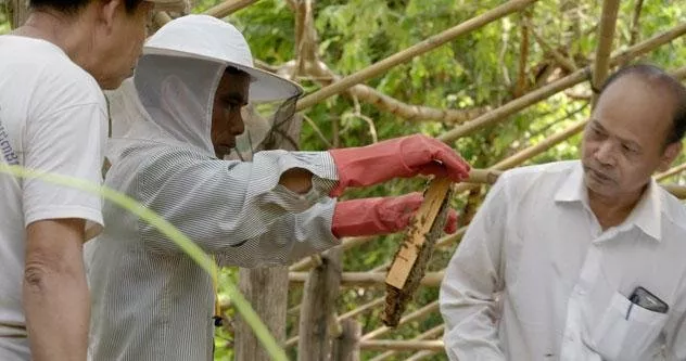 جيرلان تطلق برنامج نساء من أجل النحل بالتعاون مع منظمة اليونسكو وأنجلينا جولي