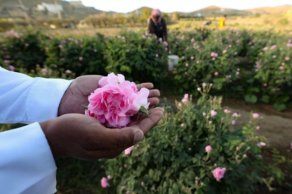 الطائف، مدينة الورود في السعودية، تزدهر في شهر رمضان